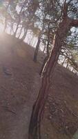 Walk on food path in pine tree forest on Mediterranean coastline, first person view, vertical footage video