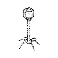 Bacteriophage - microscopic viral agent infecting bacteria, symbolizing biological control. Black and white illustration with white background. Hand drawn isolated line art object vector