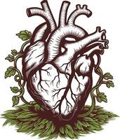 ancient human heart with vines and leaves illustration vector