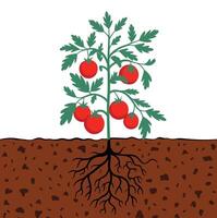 Tomato Plants with Roots in Soil Texture vector