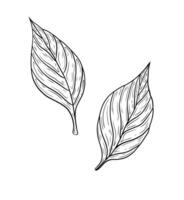 tree leaves. Hand drawn graphics, leafy leaves. Design form, botany, plants and nature. Ecology, greenery and forests. vector