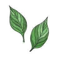 set two green leaves. Hand drawn graphics, green tree leaves. Design and decoration, ecology, nature theme. Linear color drawing, green leaves on a white background. vector