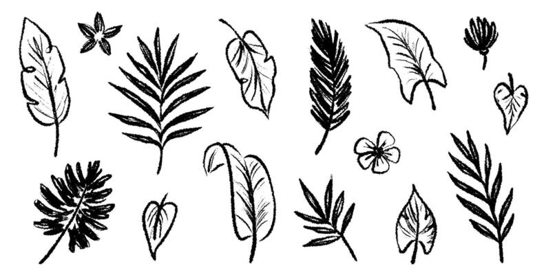 Palm leaf hand drawn crayon brush illustration. Foliage black tropical jungle leaves monstera, banana tree leaf texture silhouette elements. Hand drawn grunge black texture.