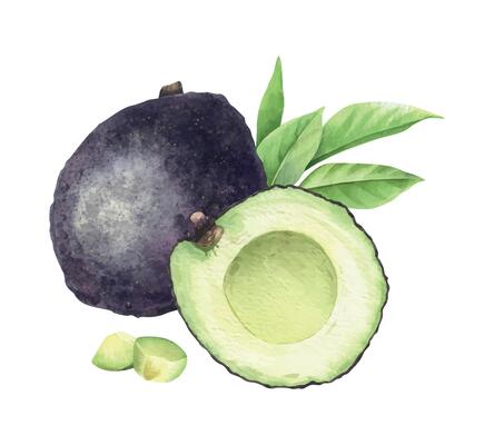 Hass Avocado, Seedless fruits, whole, pulp and leaves . Isolated hand drawn watercolor illustration. Food design of vegan Vegetables for menu, package, cosmetic, textile, stationery, cards, recipe