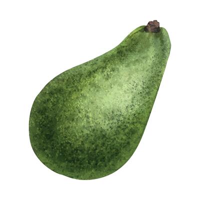 Whole Avocado with green skin. Isolated hand drawn watercolor illustration of avocado fruit. Clipart for menu, package, cosmetic, textile, stationery, cards, recipe