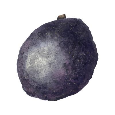 Whole Hass Avocado. Isolated hand drawn watercolor illustration of avocado fruit. Clipart for menu, package, cosmetic, textile, stationery, cards, recipe