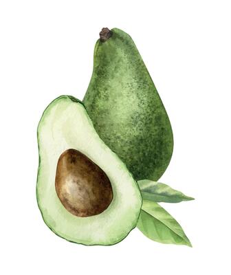 Green Avocado, half of fruit with seed and leaves. Isolated hand drawn watercolor illustration. Arrangement of vegan superfood for menu, package, cosmetic, textile, stationery, cards, recipe