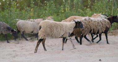 Sheep Grazing in a Forest Clearing video