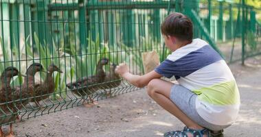 Boy Feeding Ducks Through Fence at Zoo video