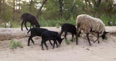 Sheep Grazing on Sandy Terrain in Forest video