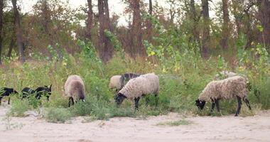 Sheep Grazing in a Forest Clearing video