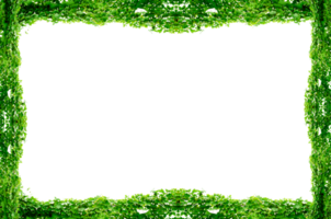vine frame leaf vine circle Green vine frame Isolate on transparent background file. png