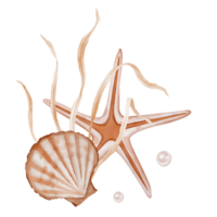 Watercolor composition of Seashell and Seaweed, star. Hand drawn illustration of pastel color Sea Shell and Algae on isolated background. Undersea element for design in marine vintage style. png