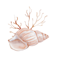 Watercolor composition of Seashell and Seaweed. hand drawn illustration of Sea Shell and brown Algae on isolated background. Undersea element for design in marine vintage style. png