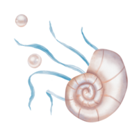 Watercolor composition of Seashell and Seaweed, pearl. Hand drawn illustration of Sea Shell and violet Algae on isolated background. Undersea element for design in marine vintage style. png
