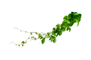 Green vine vine frame leaf vine circle Isolate on transparent background file. png