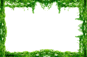 vine frame leaf vine Green vine frame circle Isolate on transparent background file. png