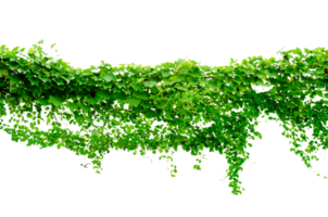 vigne Cadre feuille vigne lierre cercle isoler sur transparent Contexte fichier png