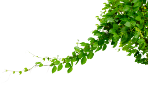 vine frame leaf vine circle Ivy Isolate on transparent background file png