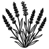 sprig of lavender-with-small-clustered vector