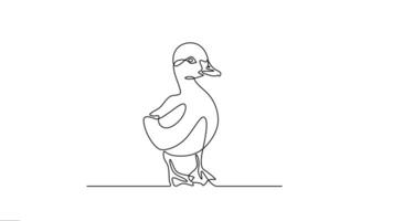 A line drawing of a baby duck duckling animation. video
