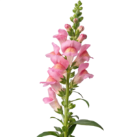 A tall pink snapdragon with multiple blooms and a fresh green stem. The flower is vibrant png
