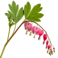 A delicate pink bleeding heart flower with heart-shaped blooms and a fresh green stem. png