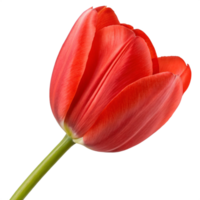 A bright red tulip with smooth, cup-shaped petals and a fresh green stem. png