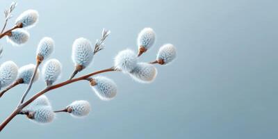 Soft and fluffy willow catkins blooming on a delicate branch against a serene blue background in early spring photo