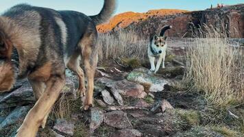 Two stray abandoned mongrels are strolling through the cold northern rocky wild tundra in search of food video