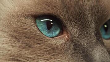 Beautiful blue eyes of grey-furred cat, focused on something in distance. Close-up of kitten, sniffing and curiously exploring its surroundings. video