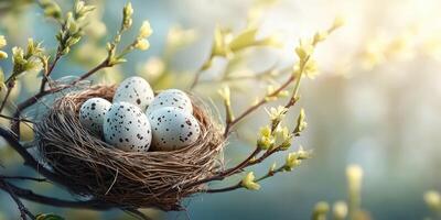 Nest with speckled eggs in early spring sunlight among tree branches and budding foliage photo