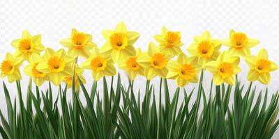 Bright yellow daffodils blooming in a garden setting during spring, showcasing vibrant petals and lush green foliage photo
