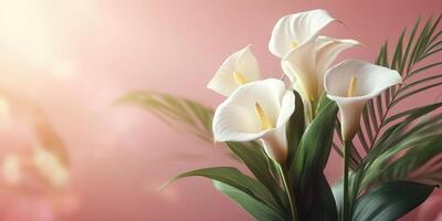 Elegant white calla lilies in a soft pink background with gentle lighting and green leaves during daytime photo