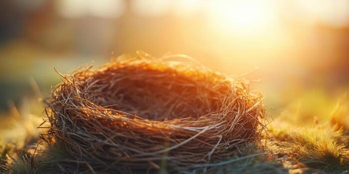 Nest made of twigs sits on the ground illuminated by warm golden sunlight during early evening hours photo