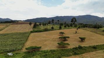 agricultural fields and trees with mountain range in Kenya, drone footage video