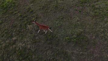 herd of giraffes strolling through the grasslands of Kenya, drone view video