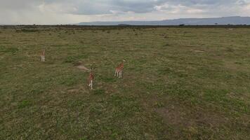 troupeau de girafes ambulant par le les prairies de Kenya, drone vue video
