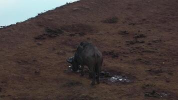 Buffalo grazing near a waterhole in the dry savanna of Kenya video