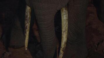 Close-up of an elephant's tusks and trunk at night in the desert of Kenya video