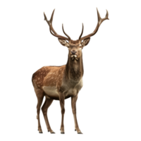 A deer with large horns standing in front of a transparent background png
