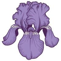 Clean and Simple Iris Illustration. vector