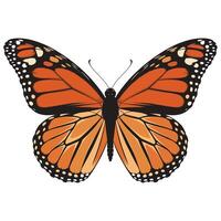 A monarch butterfly is shown on a white background vector