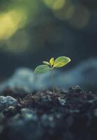 small green seedling sprouting from the ground, symbolizing growth and renewal photo