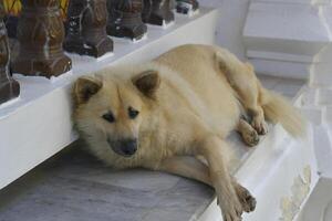 relaxed dog lying on marble surface, showcasing calm demeanor photo
