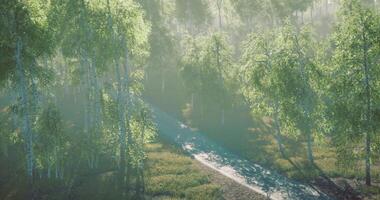 Sunlight filters through trees along a serene forest path in morning haze video