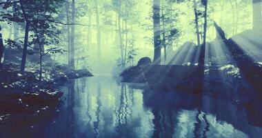Mysterious forest with sun rays and tranquil water at dawn video