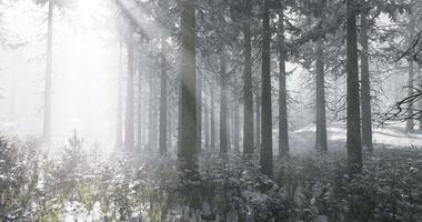 Snow covered forest illuminated by soft sunlight through trees video
