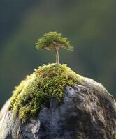 a small tree growing on top of moss covered rock, showcasing nature resilience and beauty photo