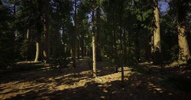 solljus filter genom höga träd i en fredlig skog miljö video